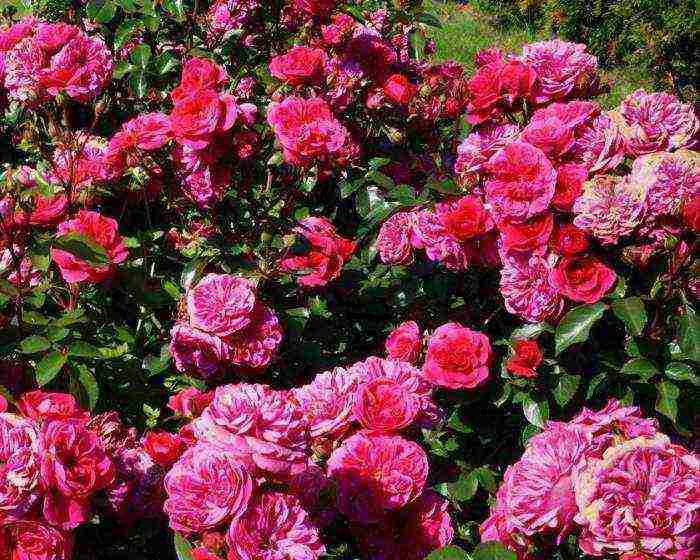 Розы сорта флорибунда: описание и особенности