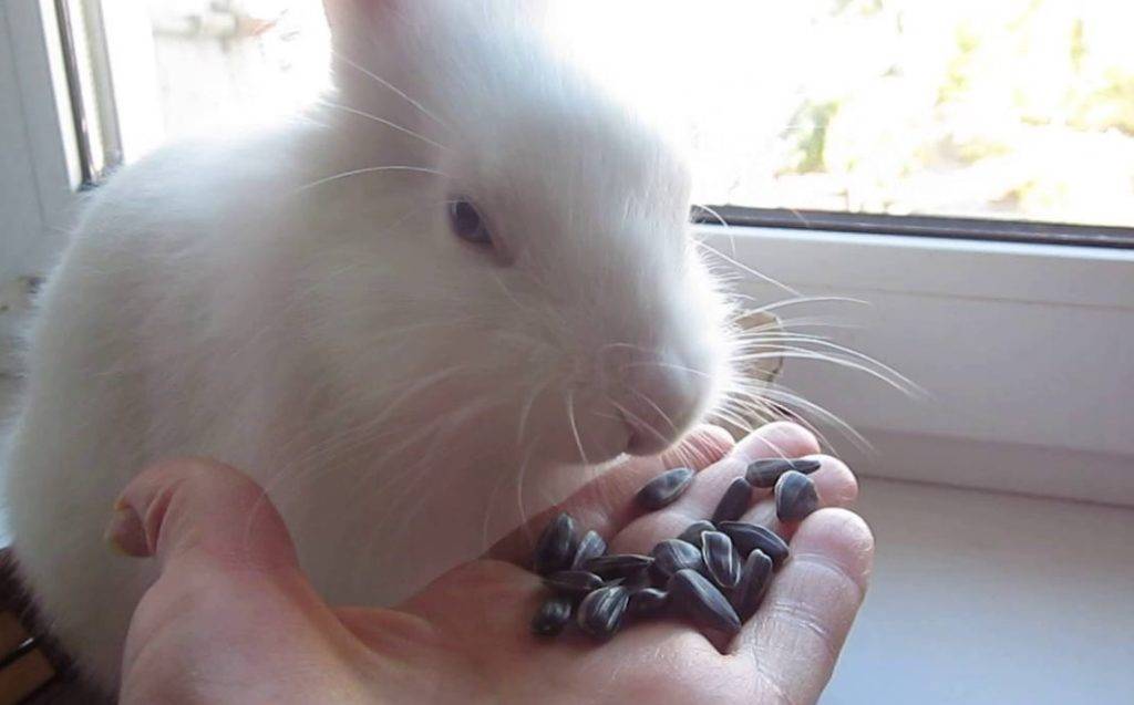 Можно ли и как правильно давать кроликам кабачки, противопоказания и вред
