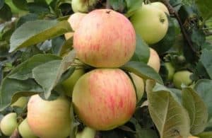 Районированные сорта яблонь для урала с фото и описанием