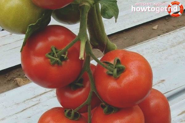 Описание крупноплодного сорта томата Маэстро f1, его характеристики