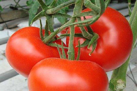 Выбираем ранние сорта помидоров: грунтовые и тепличные, крупные и малыши