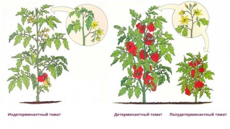 Описание и характеристика сорта томата Маруся, его урожайность