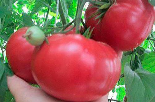 Описание сорта томата дикая роза, особенности выращивания и ухода
