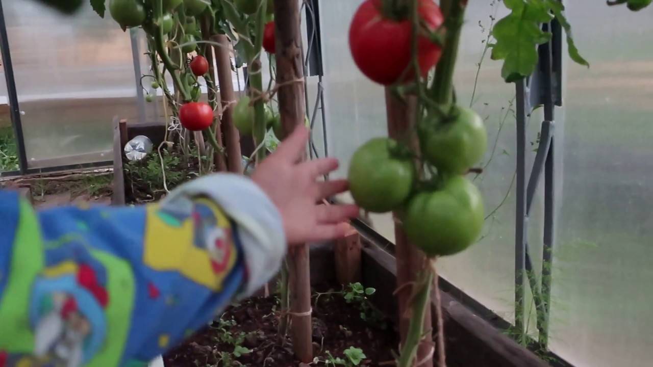 Гибрид помидора «третьяковский f1»: фото, видео, отзывы, описание, характеристика, урожайность