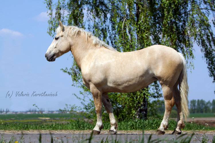Белорусская упряжная порода лошадей: история, характеристика, достоинства