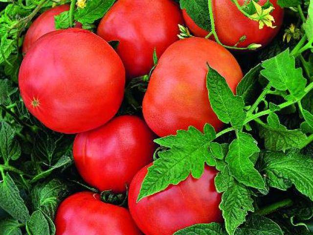 Раннеспелый гибридный сорт томата «морозко», обладающий отличной урожайностью