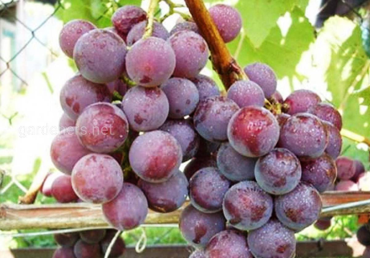 Сорта винограда для вина – выбираем по устойчивости к морозам