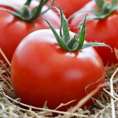 Выращивание томата санрайз