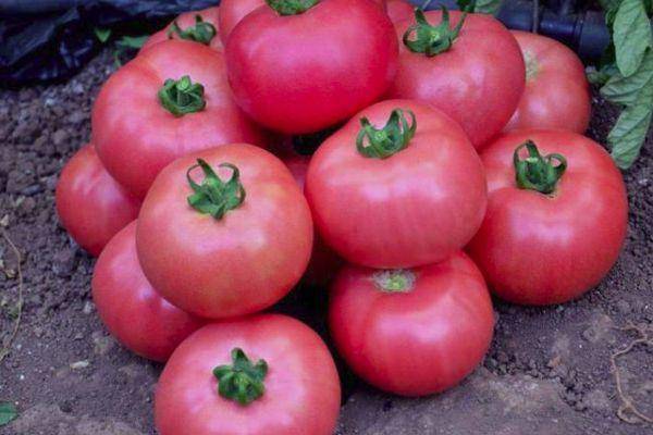 Гибрид помидора «пинк парадайз f1»: фото, отзывы, описание, характеристика, урожайность