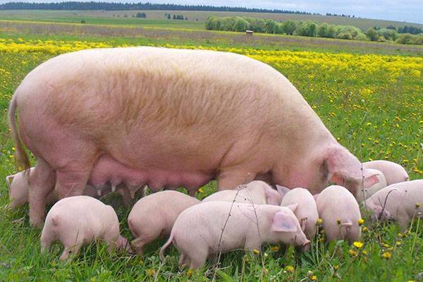 Характеристика породы свиней дюрок