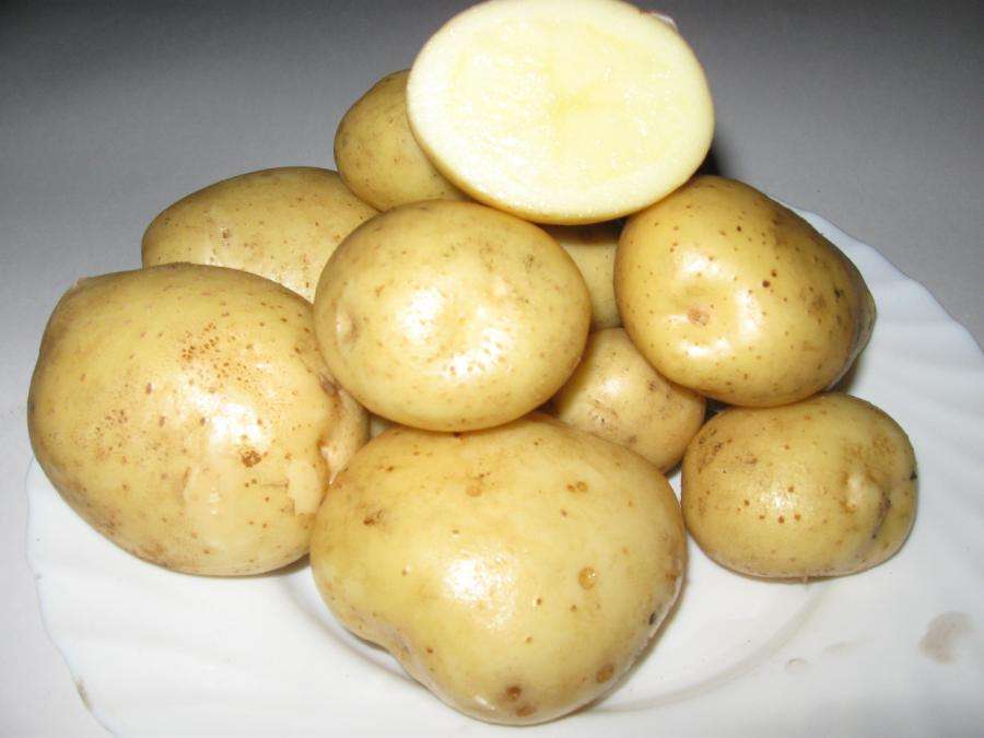 Описание сорта картофеля санте