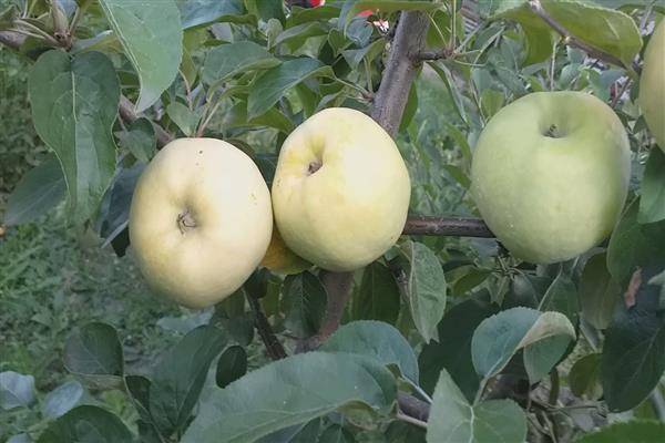 Сорт яблони спартан — выгодное приобретение с отличным вкусом