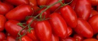 Характеристики и описание сорта томата Пальчики оближешь, его урожайность