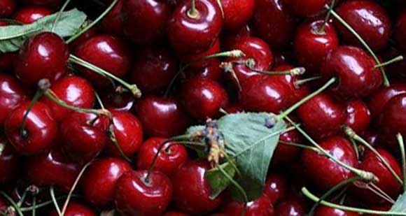 Полезные свойства и вред вишни для здоровья человека и противопоказания