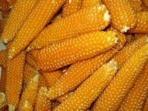 Выращивание кукурузы, сорта кукурузы
