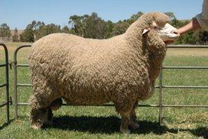 Содержание и размножение романовской породы овец: описываем обстоятельно