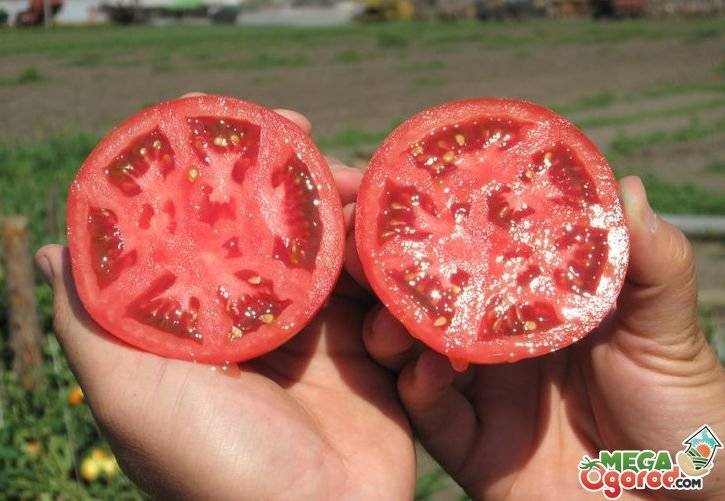 Характеристика и описание томатов персей, советы по выращиванию сорта