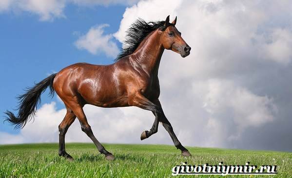 Какие бывают масти лошадей: названия и описания