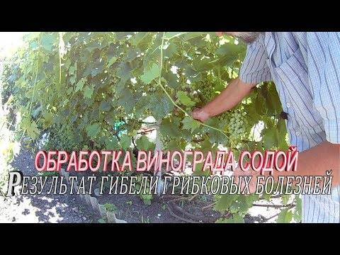 Как обрабатывать виноград медным купоросом весной и осенью
