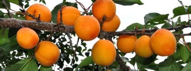 Описание сорта абрикоса Краснощекий и болезни, посадка и уход, зимостойкость