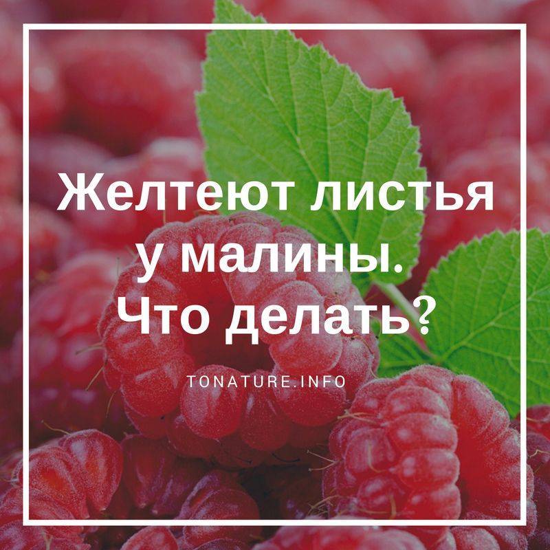 Сохнут листья и ягоды малины — как бороться с увяданием?
