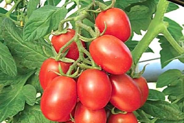 Рай для огородника — томат славянский шедевр: описание сорта и советы по выращиванию