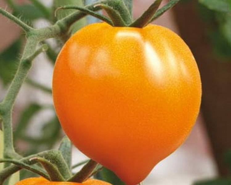 Сорт томата «желтая шапочка»: описание, характеристика, посев на рассаду, подкормка, урожайность, фото, видео и самые распространенные болезни томатов