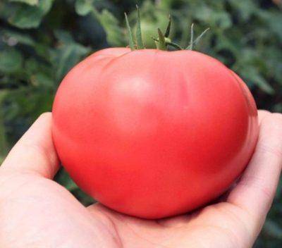 Описание сорта томата катюша f1 — отзывы овощеводов