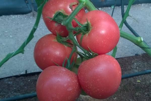 Помидорный гибрид розовый чемпион f1: описание, агротехника томата, отзывы садоводов
