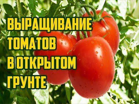 Как вырастить помидоры в тепличных условиях