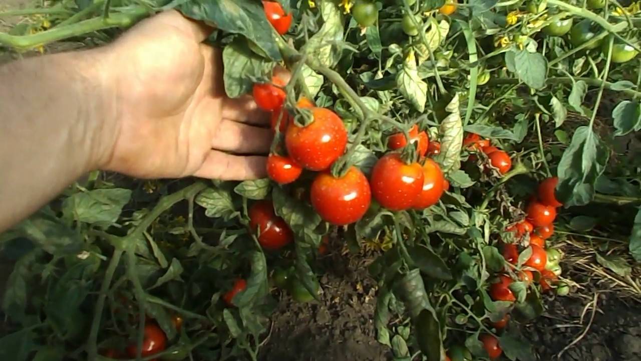 Томат новосибирский хит: описание и характеристика сорта, выращивание и урожайность с фото