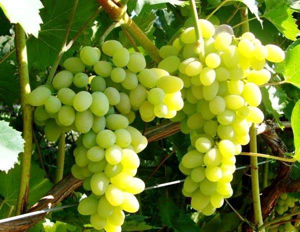 Виноград галахад: описание сорта, фото и отзывы садоводов