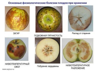 Болезни яблонь: описание с фотографиями, способы лечения, профилактика