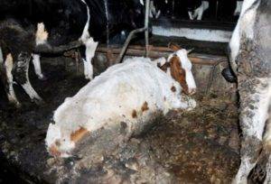 Атония преджелудков у коровы (крс) — симптомы и лечение, профилактика