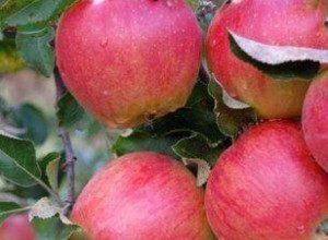 Яблоня сурхурай: особенности сорта и ухода