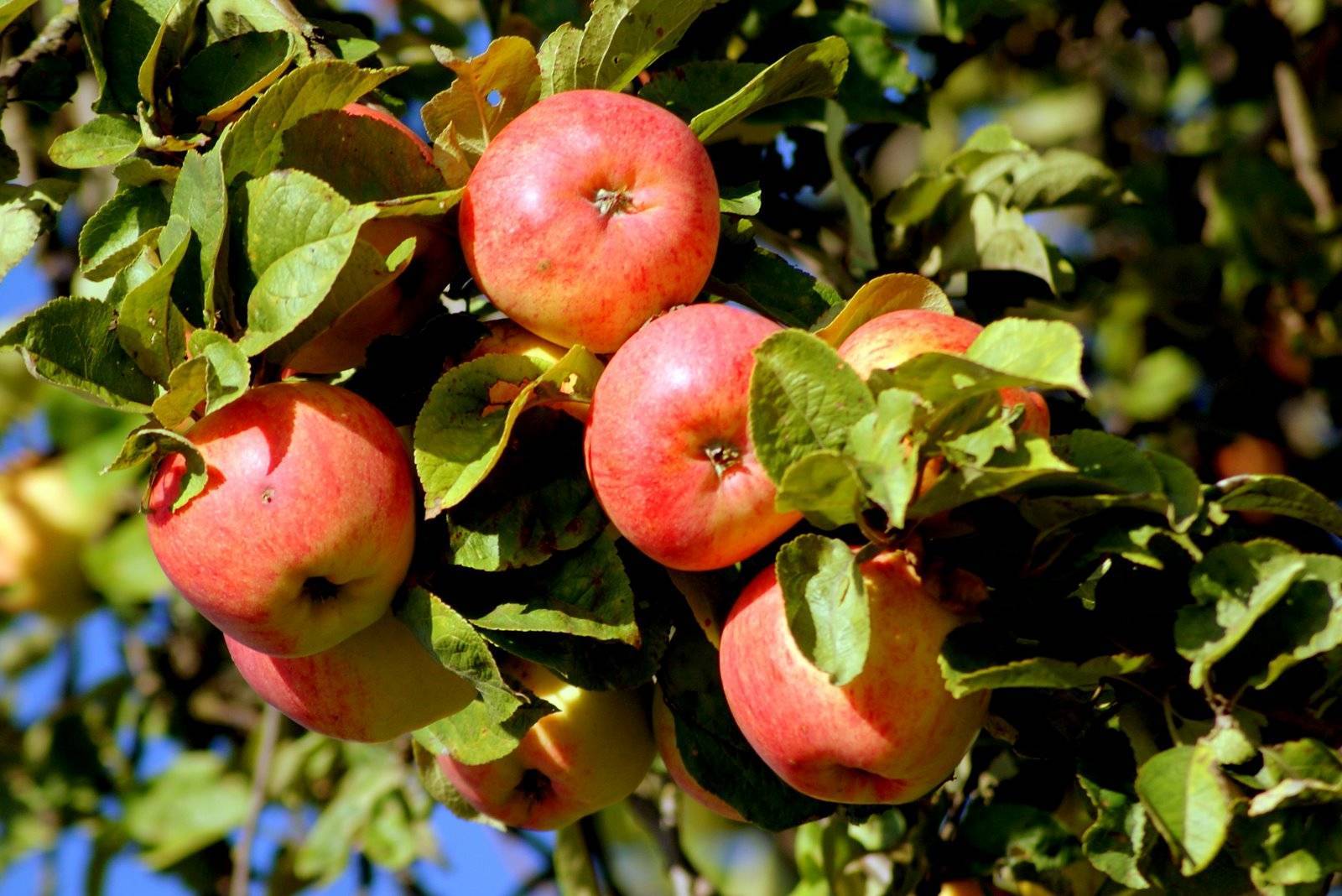 Томат яблочный спас: описание и характеристика сорта с фото и отзывами