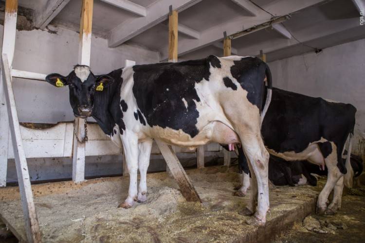 Разведение коров и выращивание крупного рогатого скота в домашних условиях