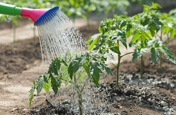 Как часто поливать капусту в открытом грунте