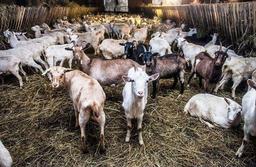 Инфекционные и неинфекционные болезни коз и их симптомы