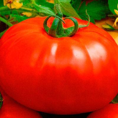 Выращиваем томат «бычий лоб»: описание сорта, фото, рекомендации