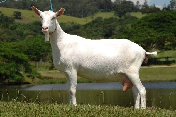 Особенности тоггенбургской породы коз