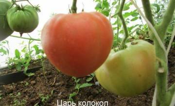 Новейший сорт томата «петруша огородник»: характеристика и описание помидоров и фото, выращивание и борьба с вредителями
