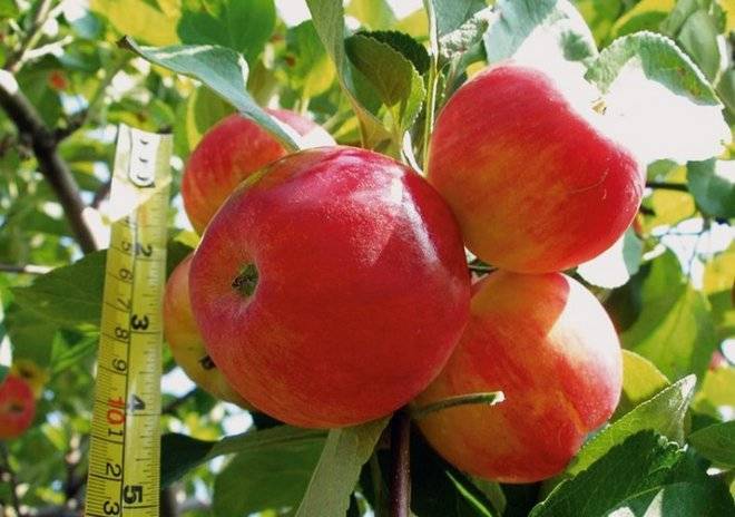 Позднелетний сорт яблонь августа пользуется особым вниманием и спросом