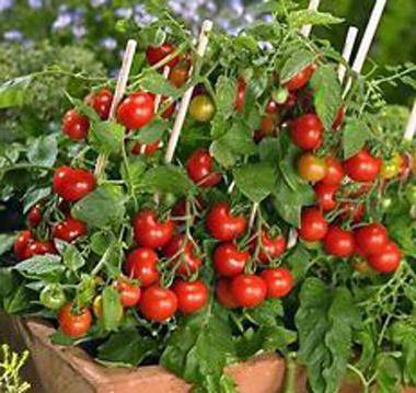 Томат «моя любовь», описание сорта f1 и характеристика урожайности помидора (фото)