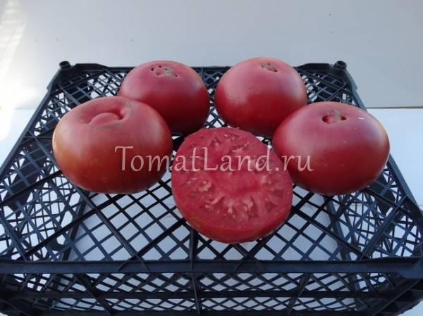 Основные характеристики и описание томатов сорта «бийский розан»