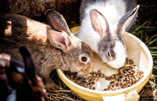 Чем кормить кроликов?