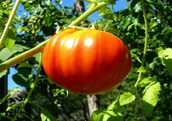Уникальный, раннеспелый и высокоурожайный сорт томата «рапунцель»: описание, характеристика, посев на рассаду, подкормка, урожайность, фото, видео и самые распространенные болезни томатов