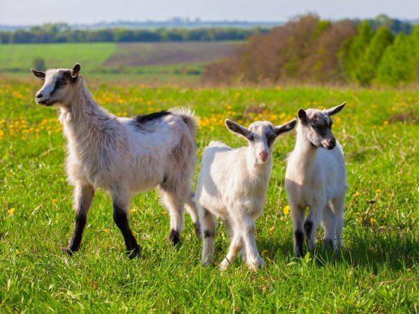 Симптомы и методы лечения лишая у коз, способы профилактики