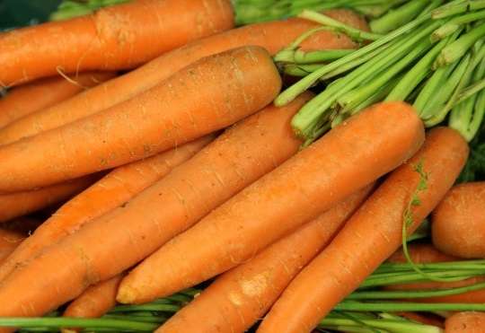 Чем обрабатывать морковь от вредителей