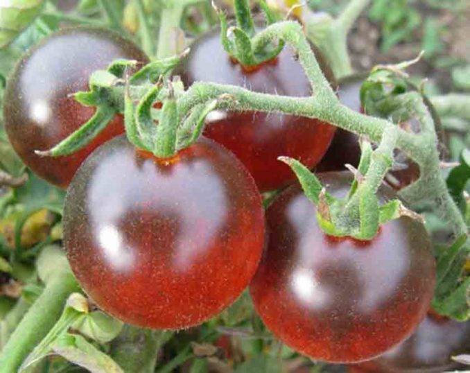 Томат семеныч f1: характеристика и описание сорта, выращивание и урожайность с фото